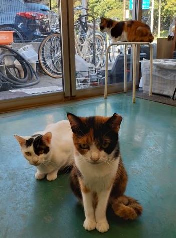 �T���v���摜�c