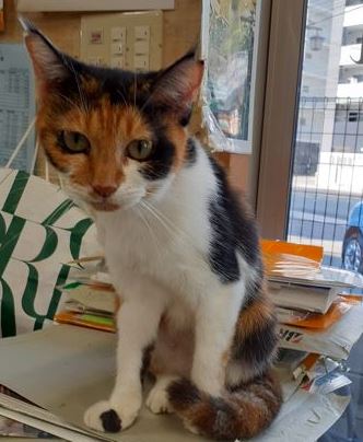 �T���v���摜�c