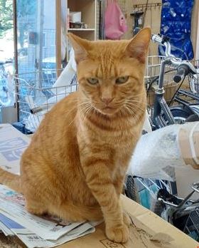 �T���v���摜�c