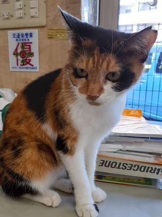 �T���v���摜�c