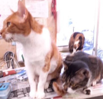 �T���v���摜�l�p