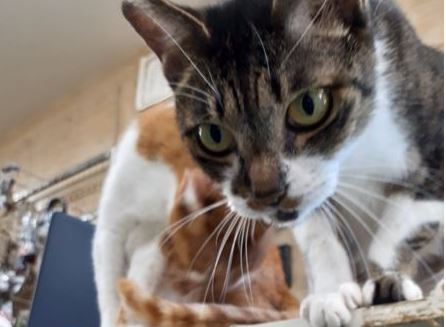 �T���v���摜��