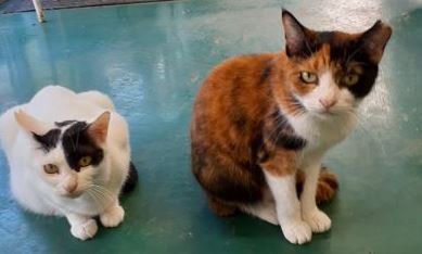 �T���v���摜��